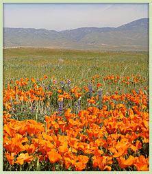 Oral Surgery Patient Information, Dr. Jack O. Mills, Livermore CA